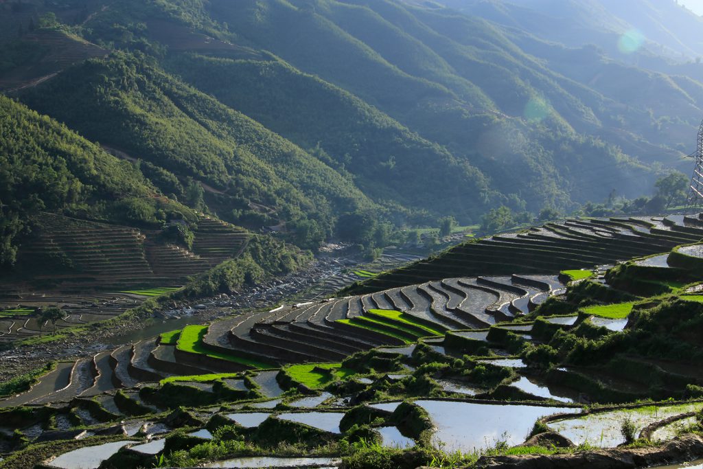 Sapa