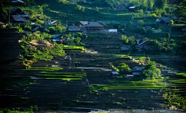 Sapa