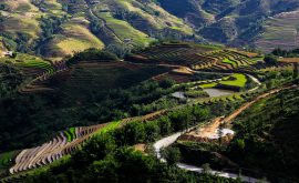 Sapa
