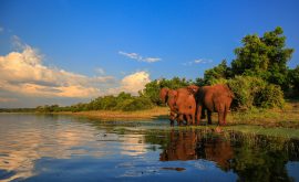Kruger Nationalpark