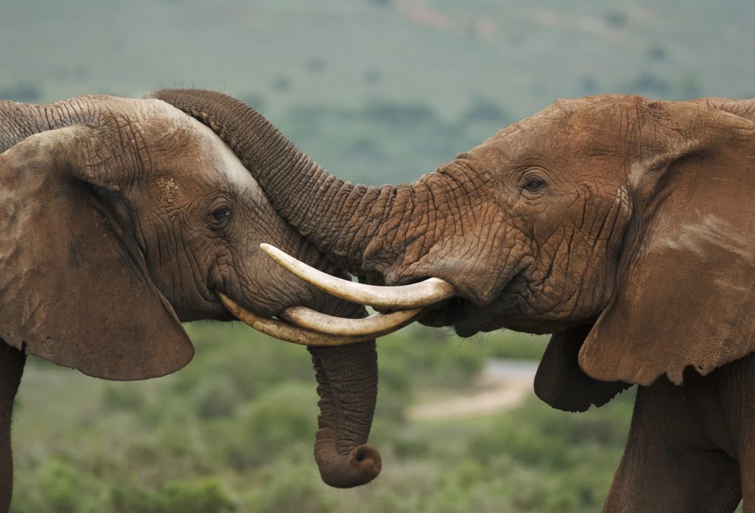 Addo Elephant Park