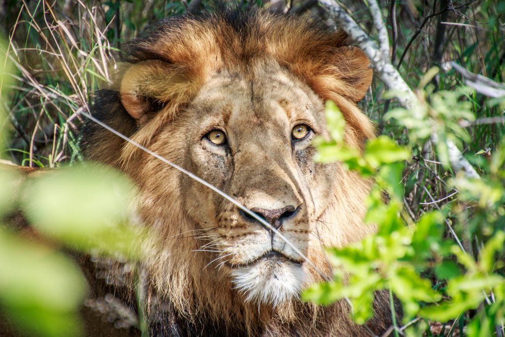 Kruger Nationalpark