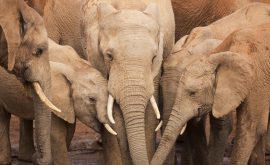 Addo Elephant Park