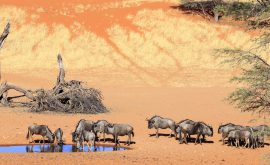 Kalahari
