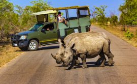 Kruger Nationalpark