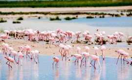 Etosha Nationalpark