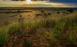 Kalahari