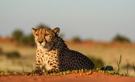Kalahari