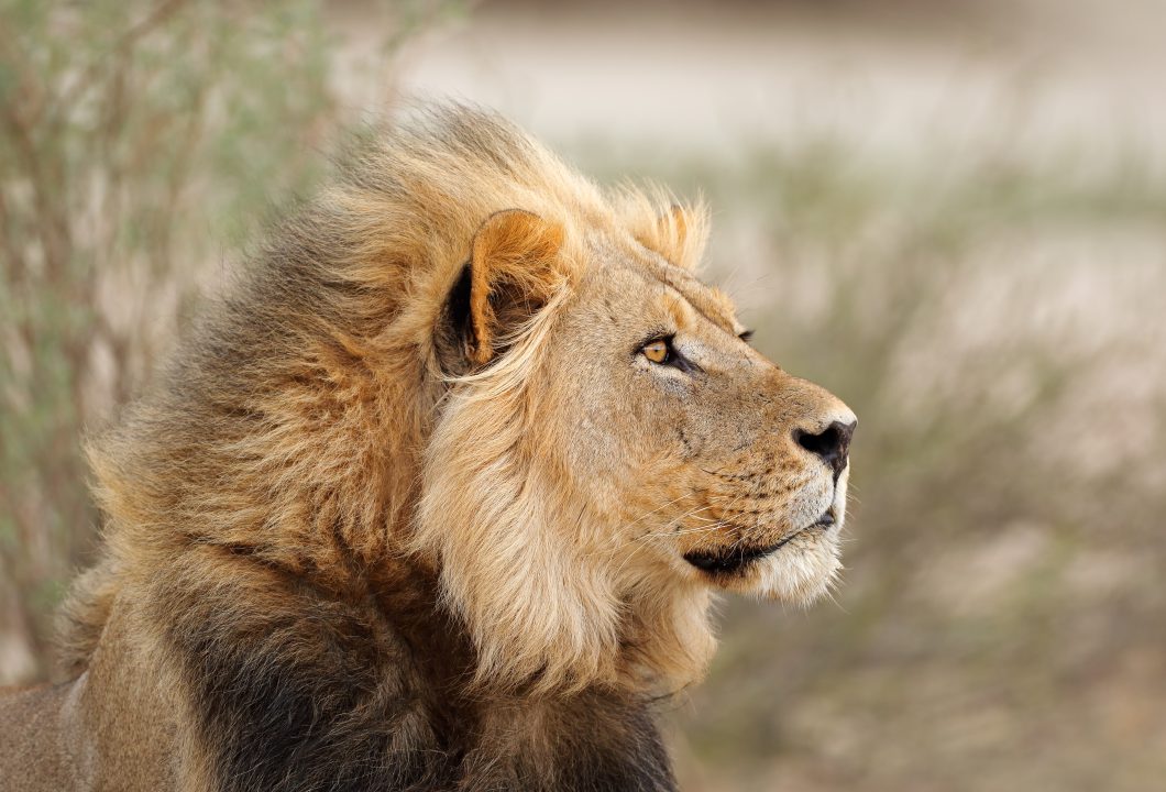 Kalahari