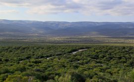 Addo Elephant Park