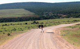Addo Elephant Park