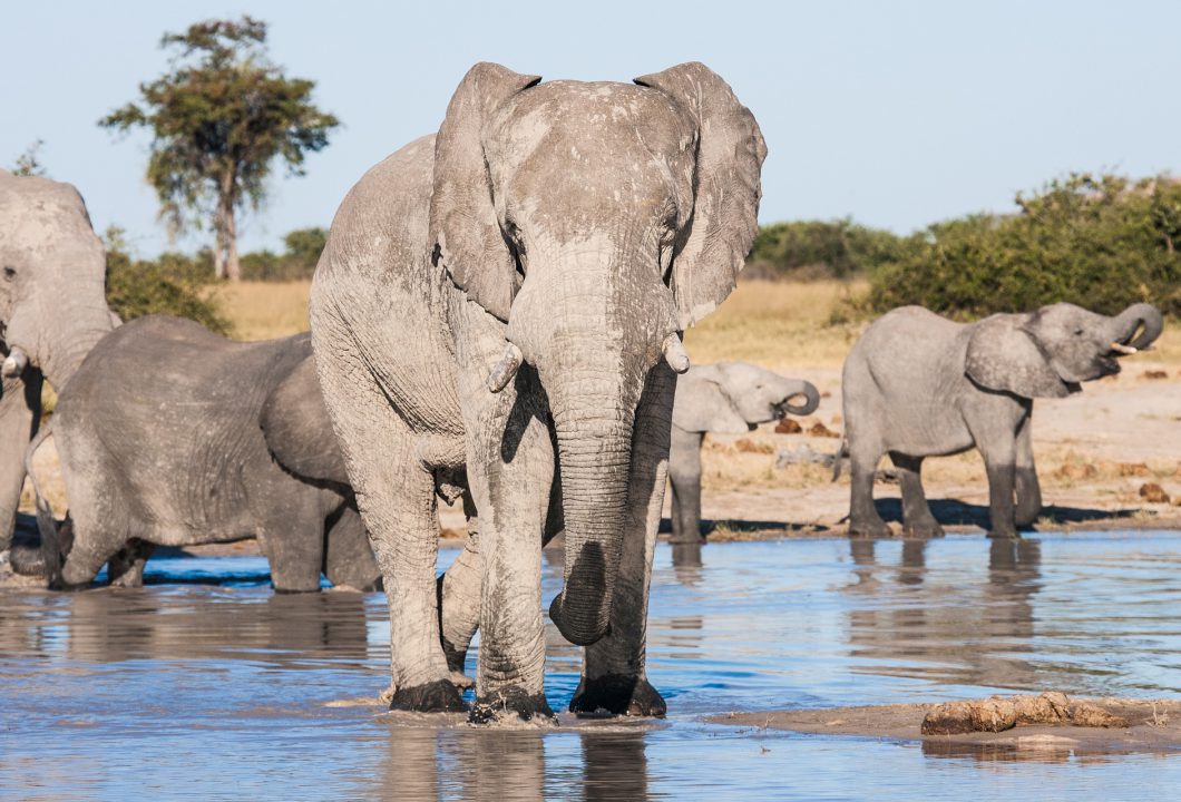 Chobe Nationalpark