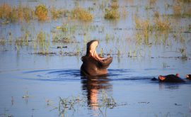 Chobe Nationalpark