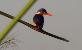 Chobe Nationalpark