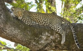 Okavango Delta