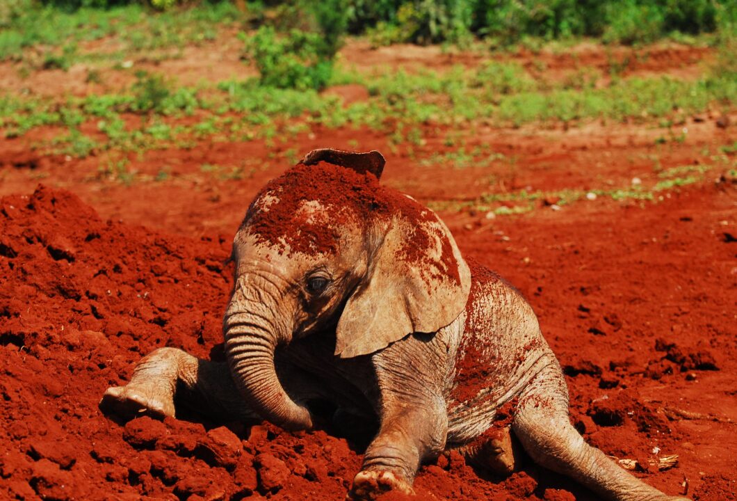 Tsavo Nationalpark