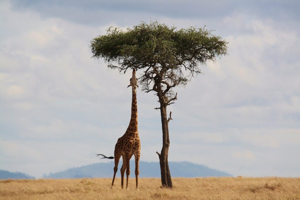 Giraffe, Kenia