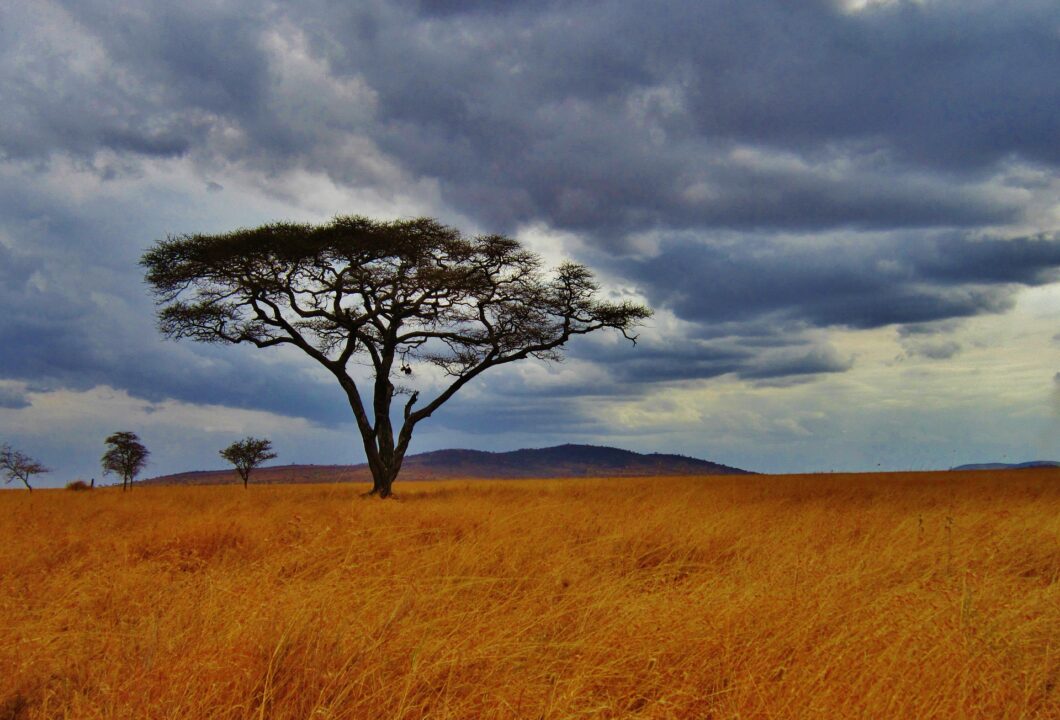 Serengeti