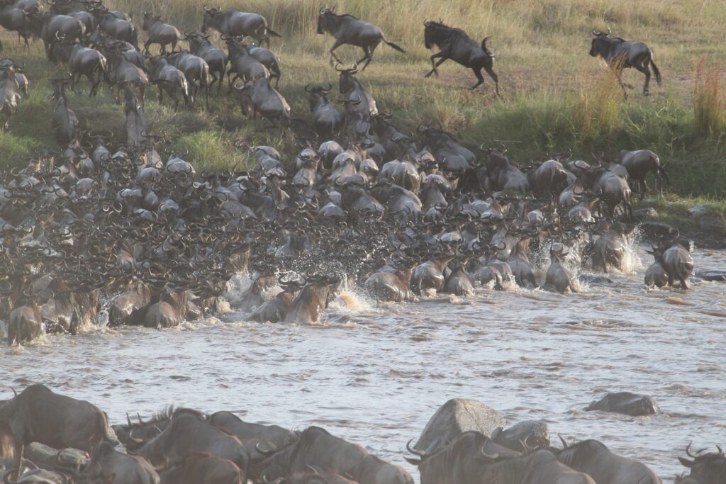 Serengeti