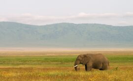 Serengeti